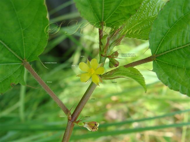  Flowering branch